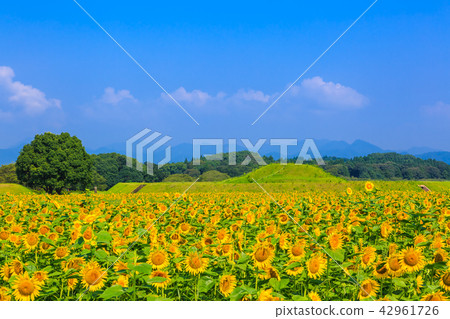 齋藤原墓塚和向日葵田[宮崎縣西部城市] 42961726