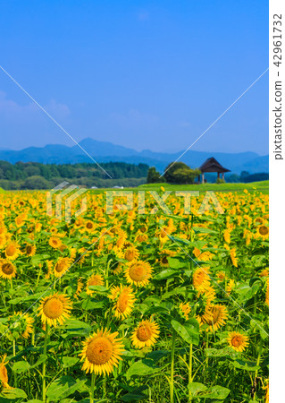 Saitobaru Burial Mounds and Sunflower Field [West City of Miyazaki Prefecture] 42961732