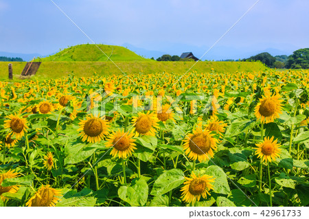 Saitobaru Burial Mounds and Sunflower Field [West City of Miyazaki Prefecture] 42961733