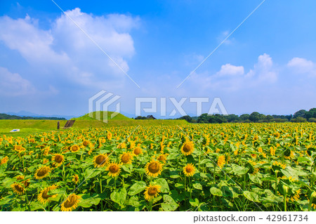 Saitobaru Burial Mounds and Sunflower Field [West City of Miyazaki Prefecture] 42961734