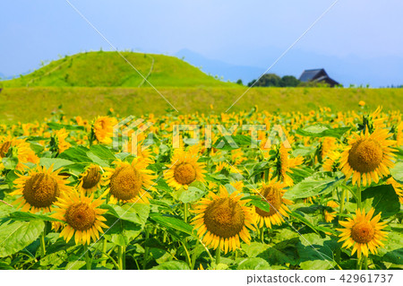 Saitobaru Burial Mounds and Sunflower Field [West City of Miyazaki Prefecture] 42961737