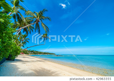 Beautiful tropical beach sea and sand with coconut palm tree on blue sky and white cloud 42963355
