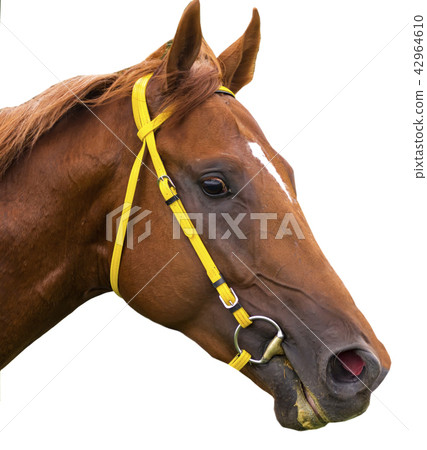 Portrait of a thoroughbred horse. 42964610