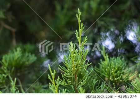 龍溪，長沙小喬樹，金子隆約1至6公眾人物，皇冠塔形或圓柱形，整體蘇州，香，精幼枝 42965074