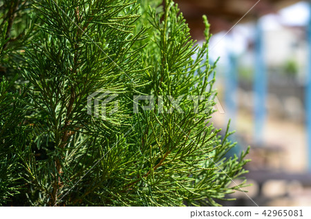 龍溪，長沙小喬樹，金子隆約1至6公眾人物，皇冠塔形或圓柱形，整體蘇州，香，精幼枝 42965081