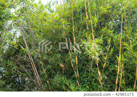  竹林 42965173