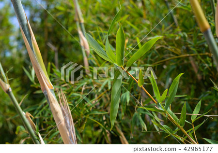  竹林 42965177
