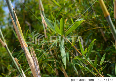  竹林 42965178