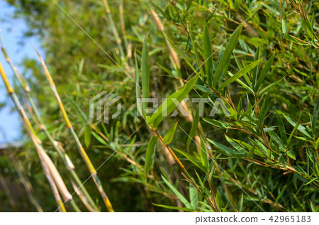  竹林 42965183