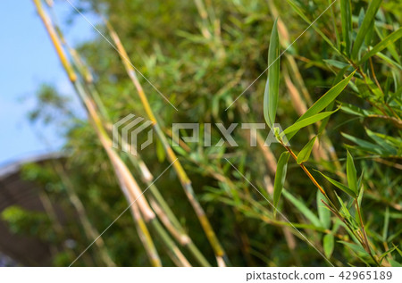  竹林 42965189