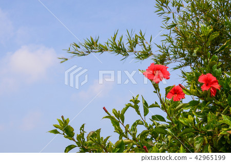 扶桑花,朱槿,公園,花園 42965199