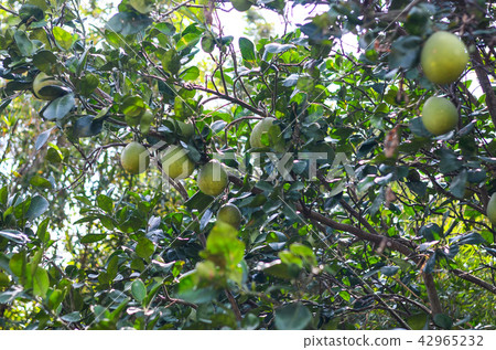 Wataya,Yuzu Wataya,Yuzu 42965232