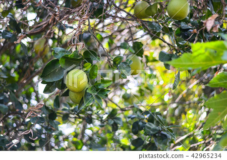 Wataya,Yuzu Wataya,Yuzu 42965234
