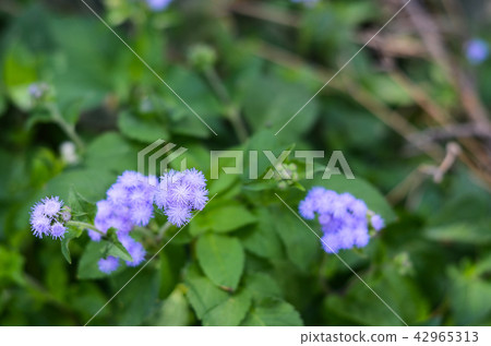 紫色花蘑菇，紫色花麝香片段，brushyards，靛藍，牛，螞蚱草 42965313