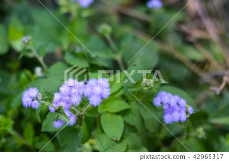 Purple flower mushrooms, purple flower musk fragments, brushyards, indigo, cattle, grasshopper grass 42965317