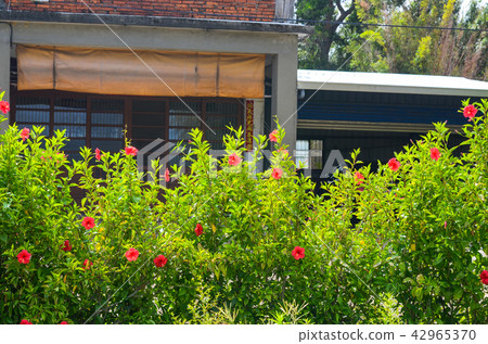 扶桑花,朱槿,公園,花園 扶桑花,朱槿,公園,花園 42965370