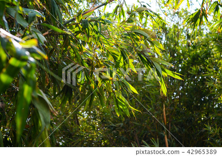  竹林 42965389