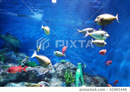 小樽水族館的受歡迎的人 42965446