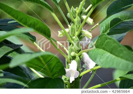 芝麻花和水果 42965664