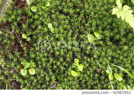 Up moss 42965952