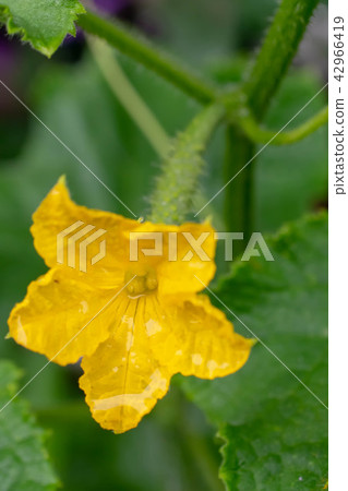 黃瓜花 42966419