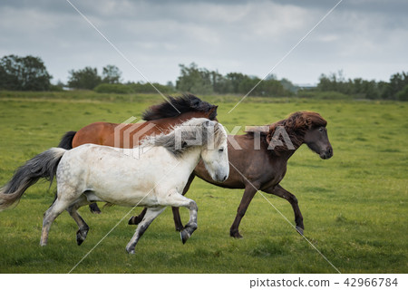 Icelandic Horses in summer ,Iceland. Icelandic Horses in summer ,Iceland. 42966784