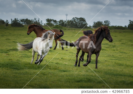 Icelandic Horses in summer ,Iceland. 42966785
