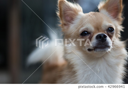 Close up of Cute dog was waiting for his owner. 42966941