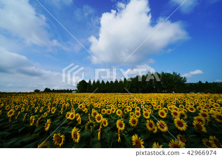 向日葵581 42966974