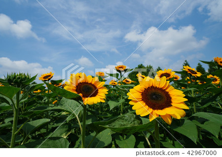 向日葵626 42967000