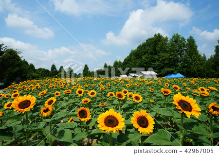 Sunflower 631 42967005