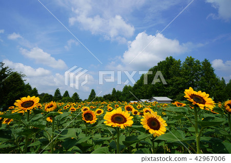 Sunflower 634 42967006