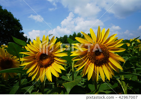 Sunflower 635 42967007