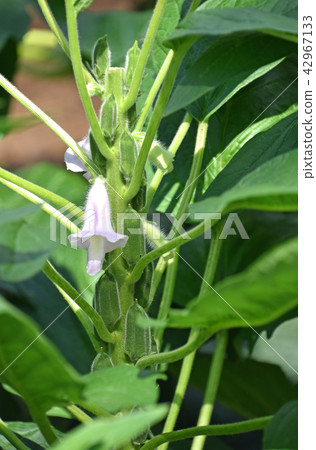 芝麻花和水果 42967133