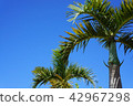Palm tree 42967298