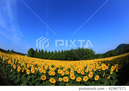 向日葵572 向日葵572 42967571