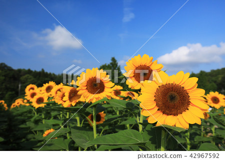 Sunflower 607 Sunflower 607 42967592
