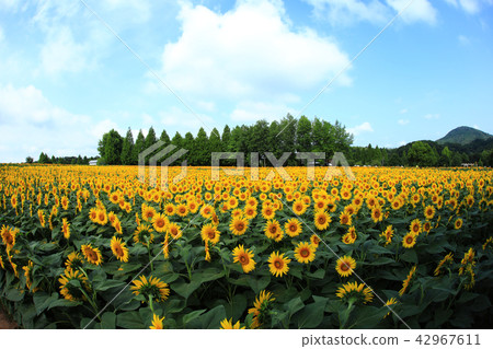 Sunflower 637 42967611