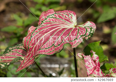 Close up of Red Mix Green Mix White of Caladium 42967669