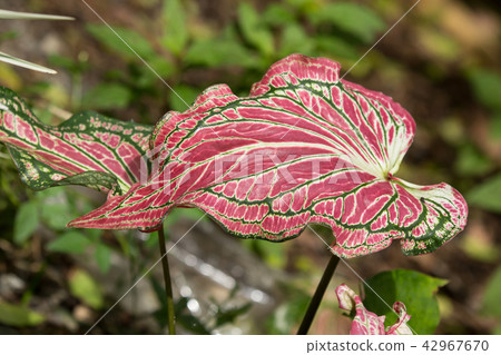 Close up of Red Mix Green Mix White of Caladium Close up of Red Mix Green Mix White of Caladium 42967670