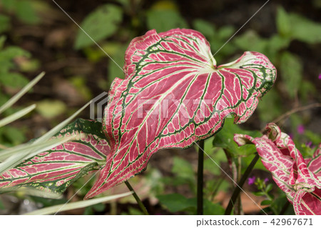 Close up of Red Mix Green Mix White of Caladium Close up of Red Mix Green Mix White of Caladium 42967671