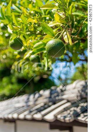 Kikuya Yokocho(山口縣H市)的夏季招標 Kikuya Yokocho(山口縣H市)的夏季招標 42967973