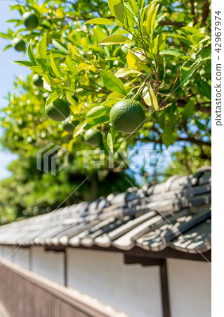 Kikuya Yokocho(山口縣H市)的夏季招標 Kikuya Yokocho(山口縣H市)的夏季招標 42967974