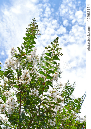 White-flowered Crape Myrtle White-flowered Crape Myrtle 42968154