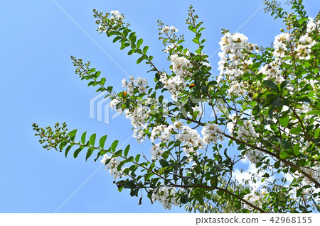 紫薇（白花紫薇） 42968155