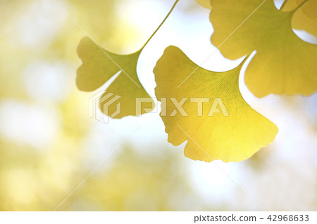 Yellow leaves 42968633