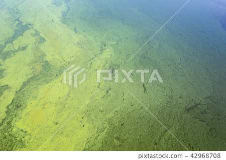 green algae on the surface of the river 42968708