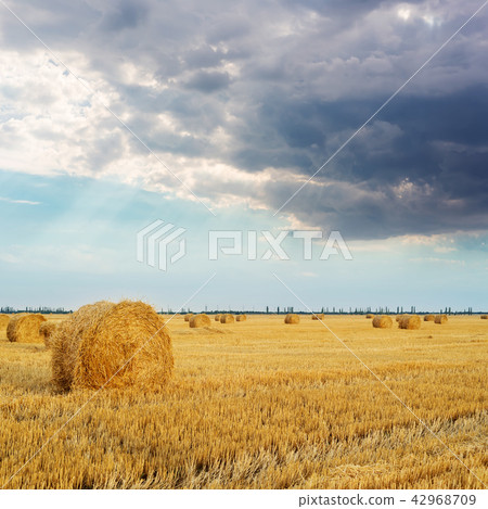 straw in roll on the field and dramatic cloouds 42968709