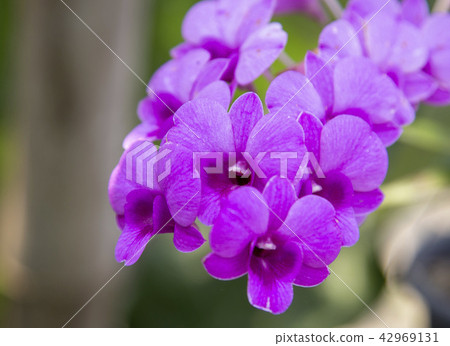 Purple orchid flower Purple orchid flower 42969131