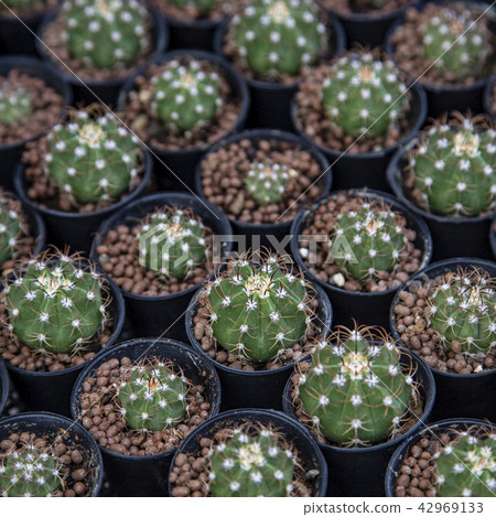 Group of cactus Group of cactus 42969133